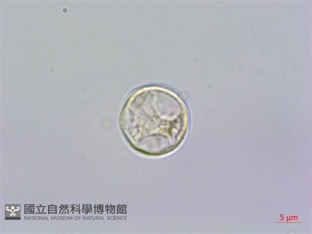 糯米團藏品圖，第1張