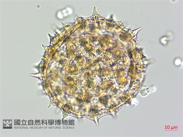 番仔藤藏品圖，第2張