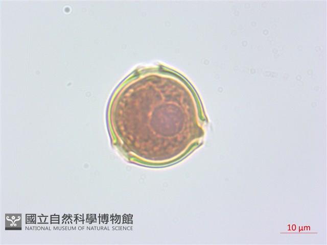 水晶蘭藏品圖，第1張