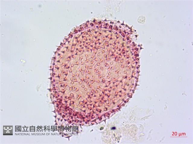 蓮葉桐藏品圖，第1張