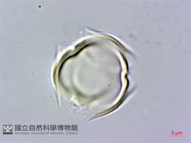 菽草藏品圖，第1張