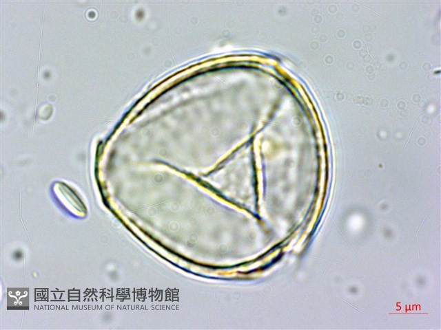 球果紫菫藏品圖，第1張