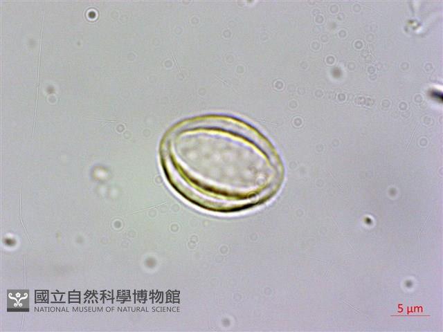 長尾葉南天星 Collection Image, Figure 1, Total 3 Figures