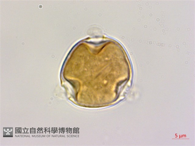 中原氏鼠李藏品圖，第1張