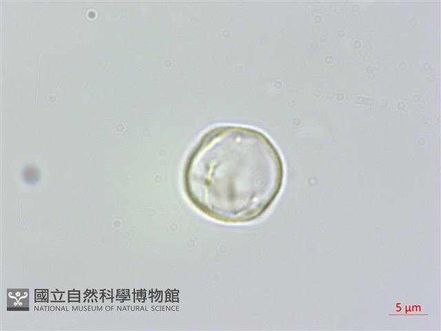 長葉苧麻、柄果苧麻藏品圖，第1張