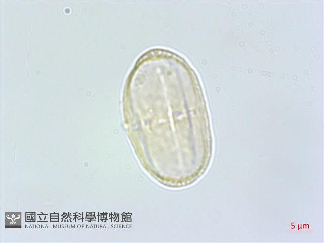 日本前胡藏品圖，第1張