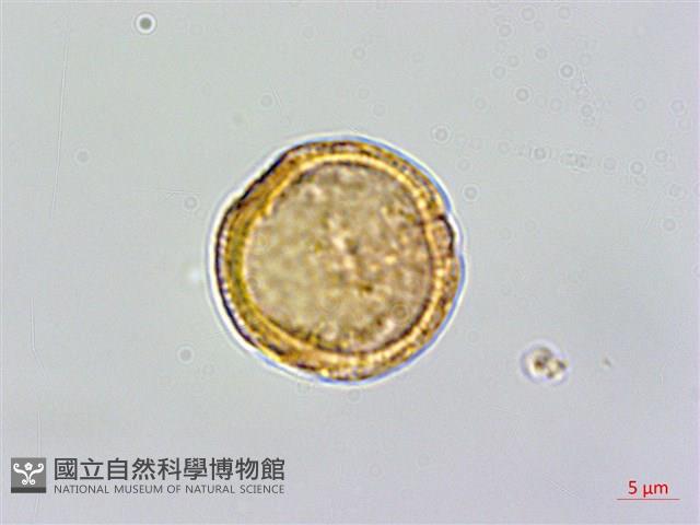 巴氏鐵線蓮藏品圖，第1張