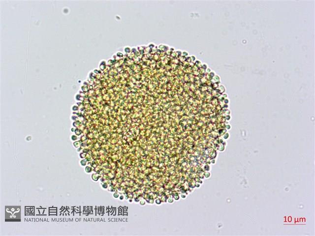 牻牛兒苗藏品圖，第1張