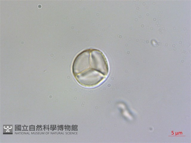 含羞草藏品圖，第1張