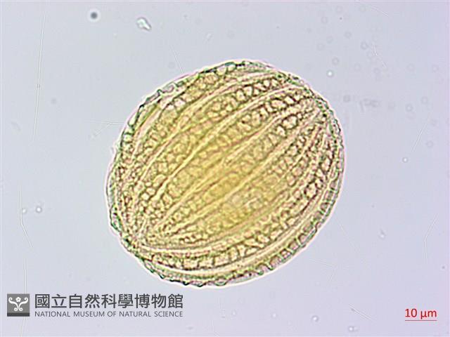 曲莖馬藍藏品圖，第2張