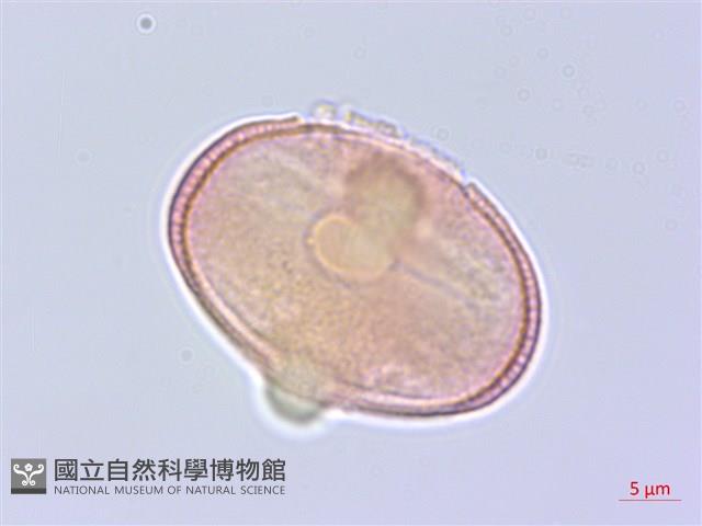 濱防風藏品圖，第1張