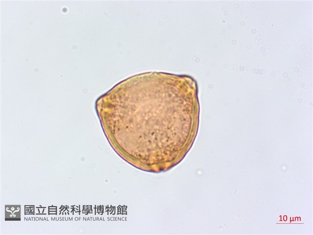 鄧氏胡頹子藏品圖，第2張