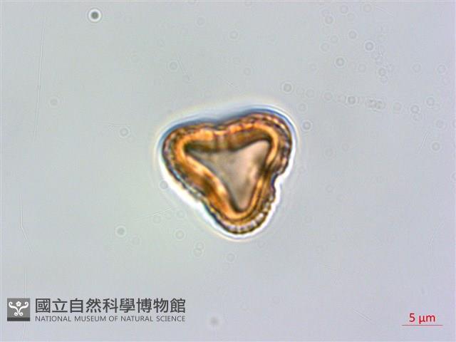 臺灣鱗球花藏品圖，第2張