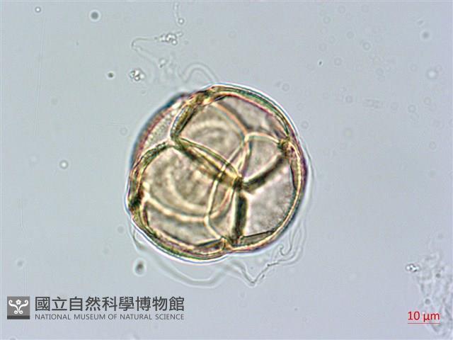 登錄號:S148229藏品圖，第2張