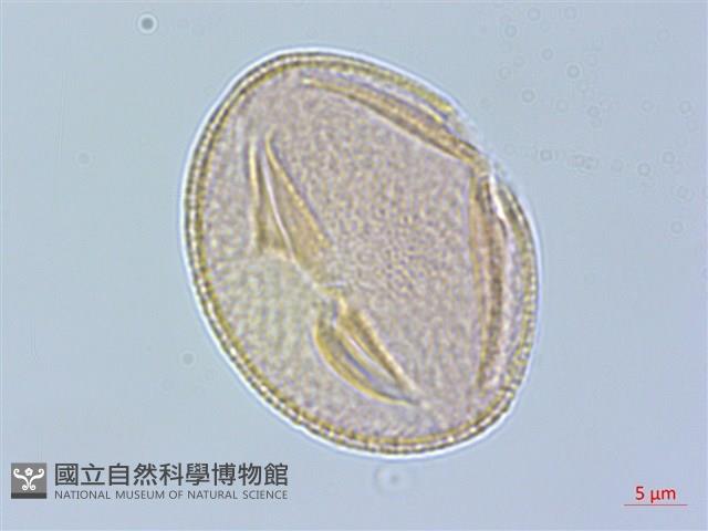 青楓藏品圖，第2張