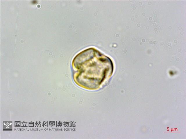 臺灣格柃藏品圖，第1張