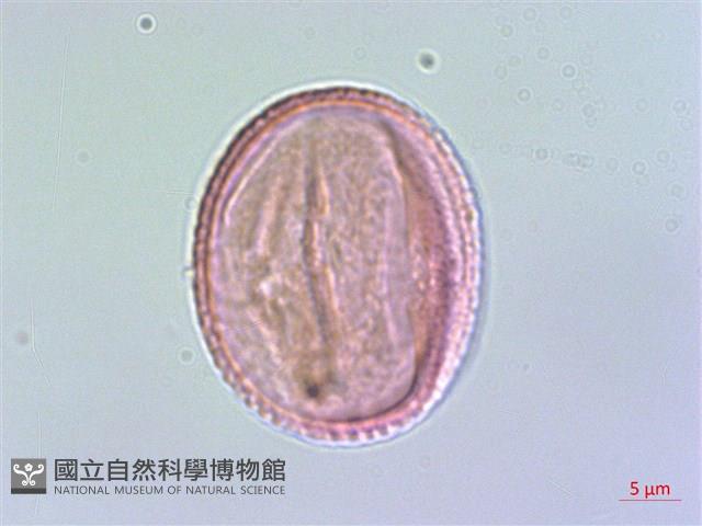 雲南清風藤藏品圖，第1張