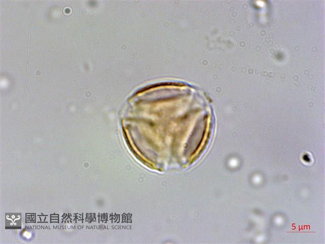 台灣佛甲草、石板菜藏品圖，第2張