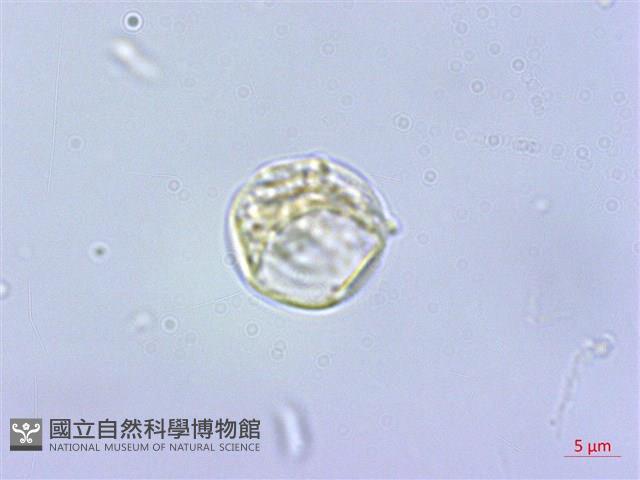 毛花點草藏品圖，第1張