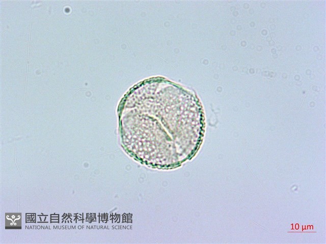 登錄號:S012929藏品圖，第2張