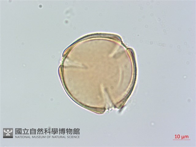 黃心柿藏品圖，第2張