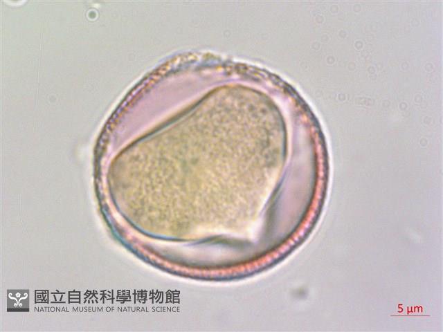 夏菫藏品圖，第1張