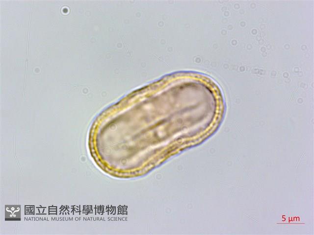 玉山彎柱芎藏品圖，第1張