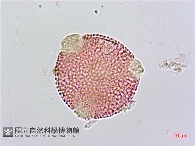 諾氏草藏品圖，第1張