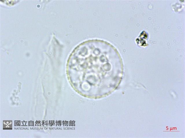 阿里山赤車使者藏品圖，第1張