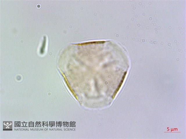 台灣佛甲草、石板菜藏品圖，第2張