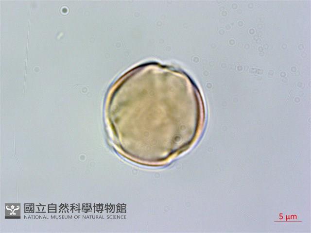 細枝柃木藏品圖，第1張