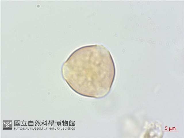 厚葉柃木藏品圖，第1張