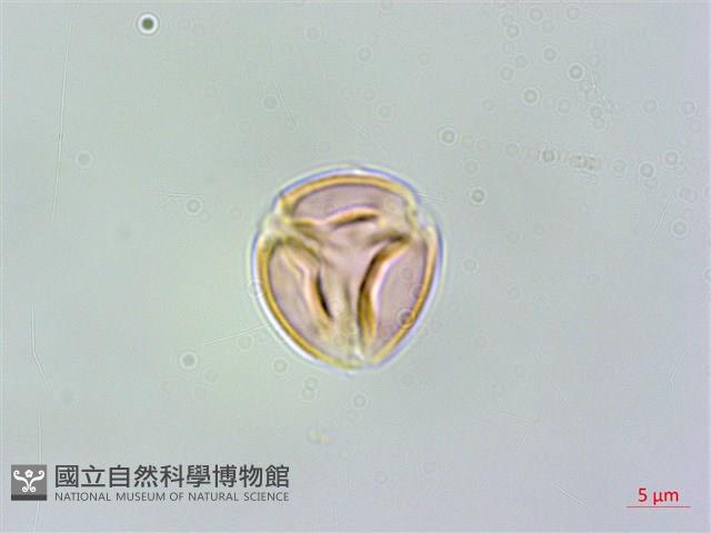 凹葉柃木、濱柃木、翠米茶藏品圖，第1張