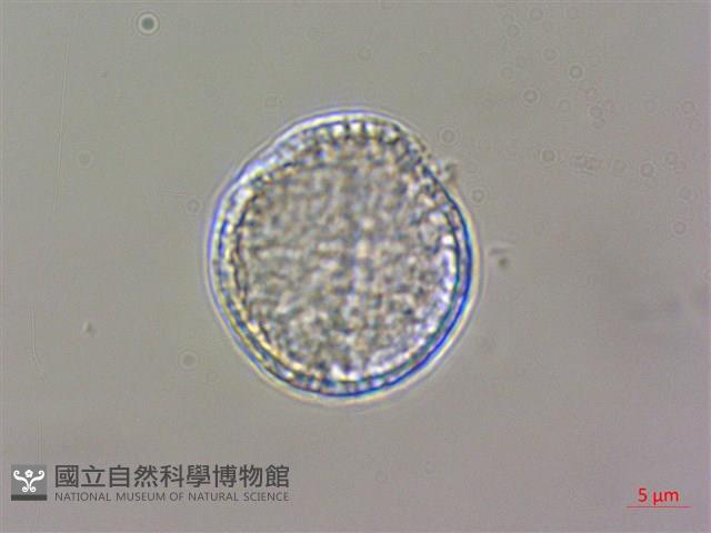威靈仙藏品圖，第2張
