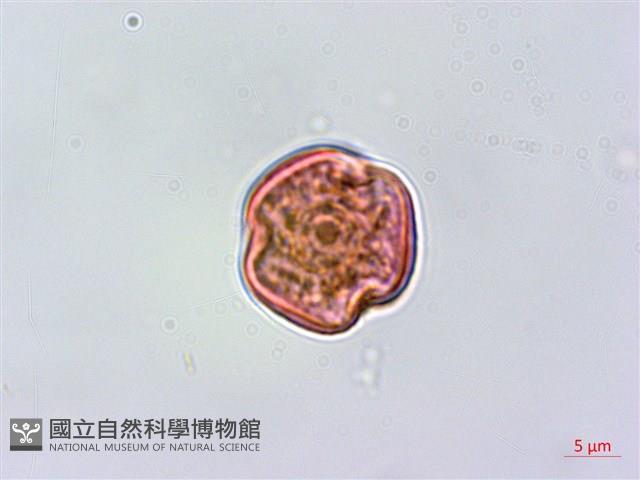 蘭嶼虎皮楠藏品圖，第1張