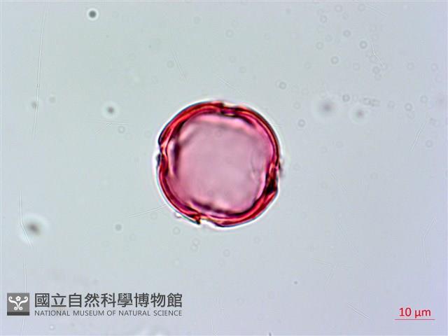 Lan-yu Tabernaemontana Collection Image, Figure 2, Total 4 Figures