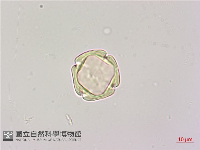 蘭嶼椌木藏品圖，第2張