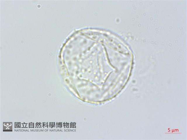 登錄號:S148309藏品圖，第1張