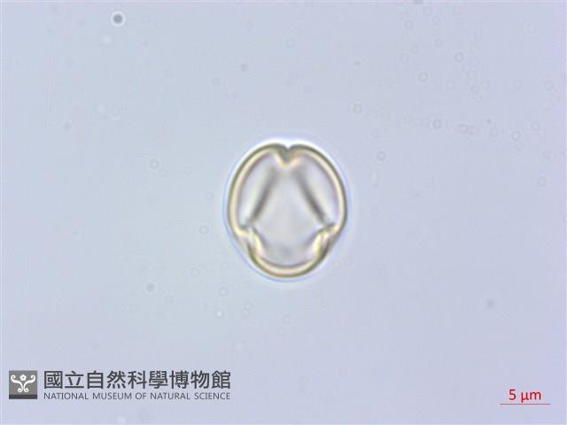 假柃木、賽柃木藏品圖，第1張