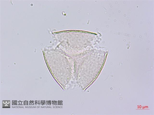 秤錘樹藏品圖，第1張
