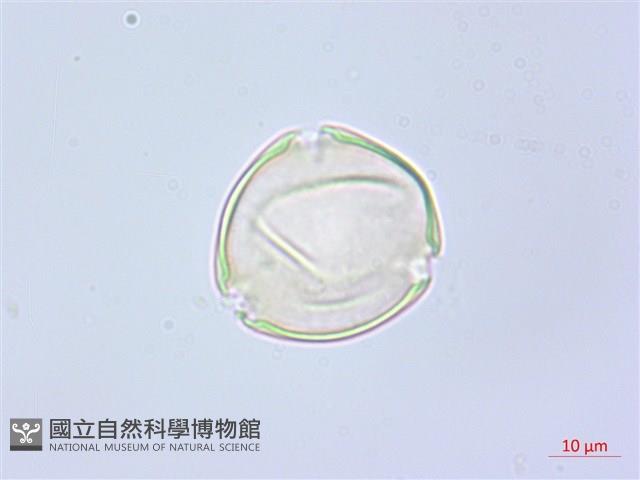 水晶蘭藏品圖，第1張