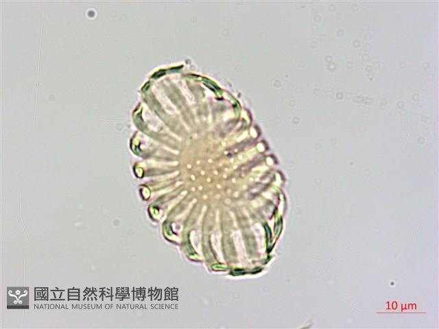 曲江遠志藏品圖，第1張