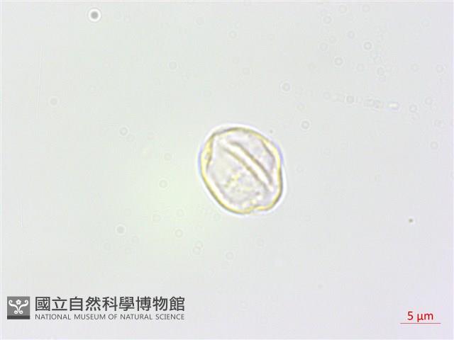 野麻藏品圖，第1張