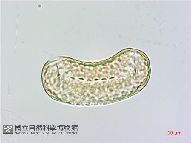 心果小扁豆藏品圖，第1張