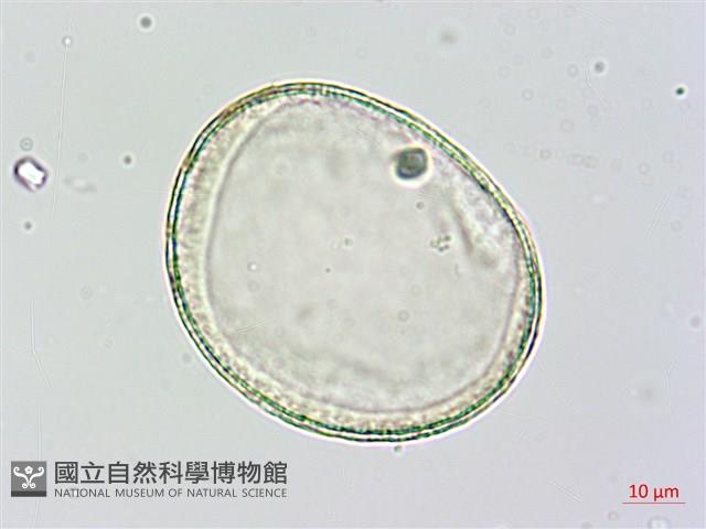 番仔林投藏品圖，第2張