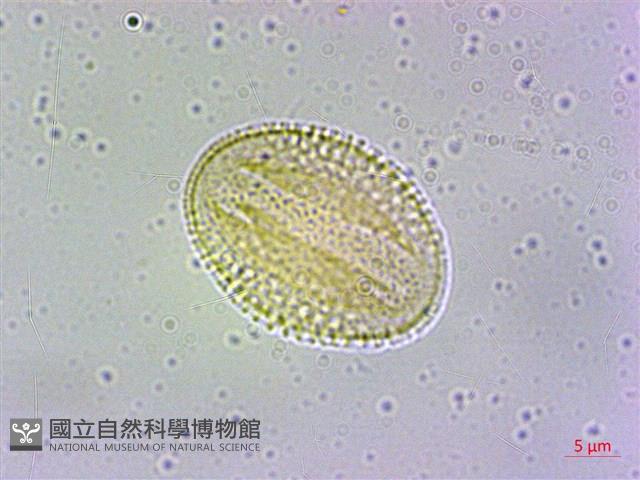 冇骨消藏品圖，第2張