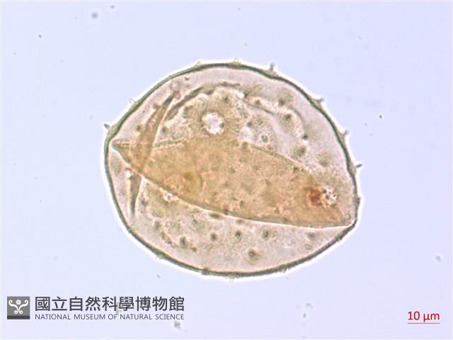 翅子樹、裡白翅子樹、臺灣翅子樹藏品圖，第2張
