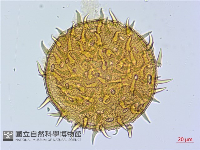 刺芙蓉藏品圖，第1張