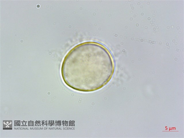 蘭嶼落檐藏品圖，第1張