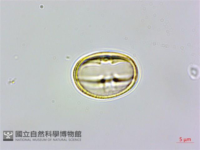 天料木藏品圖，第1張